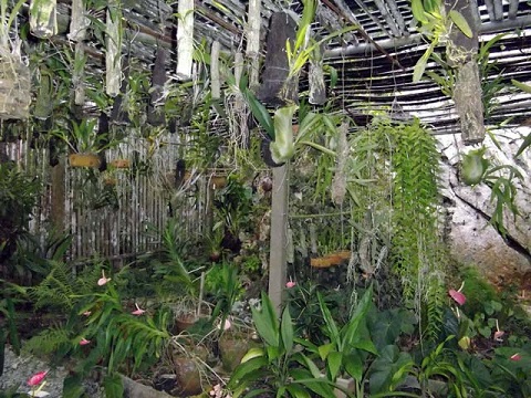 'Jardin de Orquideas' Casas particulares are an alternative to hotels in Cuba.